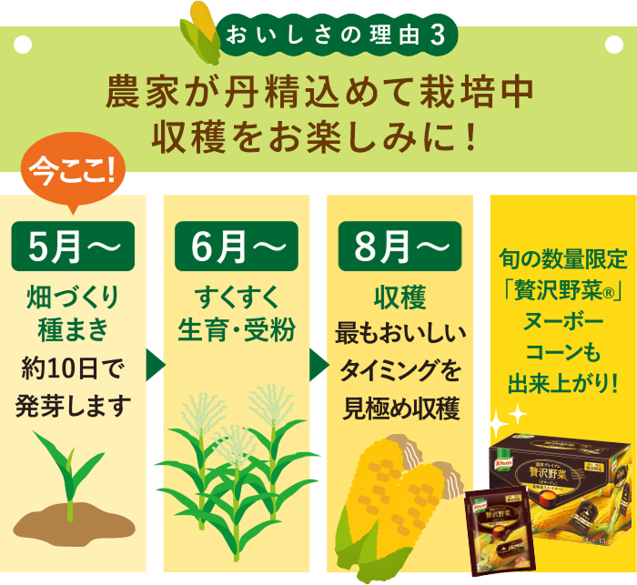 おいしさの理由3 農家が丹精込めて栽培中 収穫をお楽しみに！