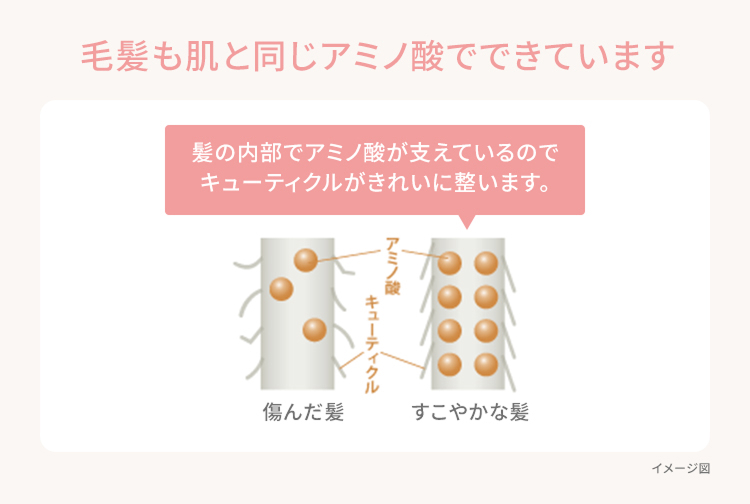 毛髪も肌と同じアミノ酸でできています