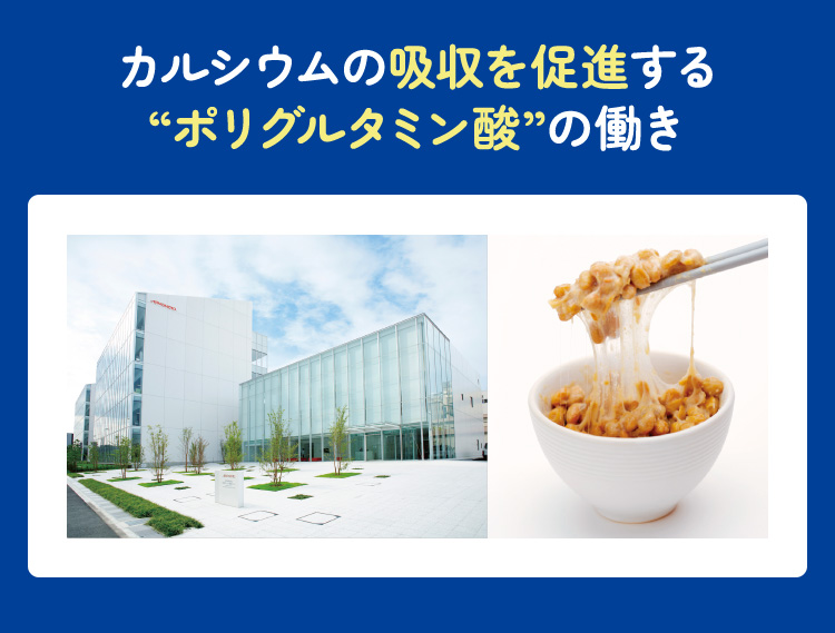 カルシウムの吸収を促進する“ポリグルタミン酸”の働き