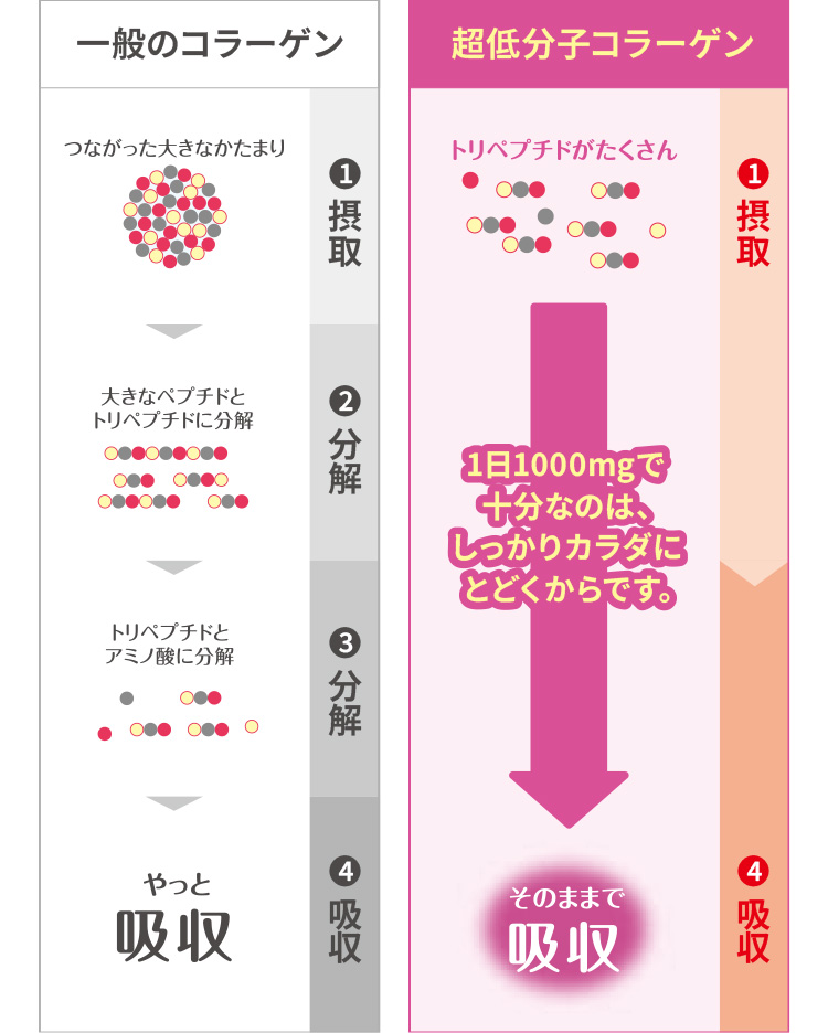 一般のコラーゲン 超低分子コラーゲン
