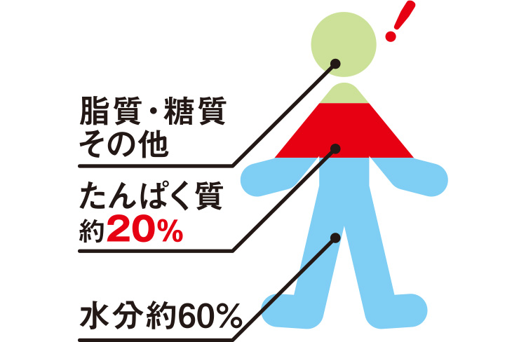 アミノ酸アラニンって？