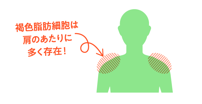 褐色脂肪細胞は肩のあたりに多く存在！
