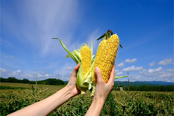 コーンの番人に密着！「クノール®贅沢野菜®」を支えるコーンレンジャーとは？